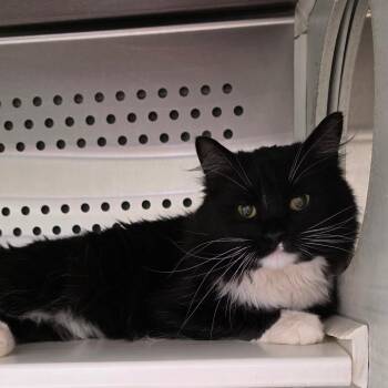 Domestic Medium Hair Cats Available for Adoption in Chatham, Virginia - Sushi | PetCurious
