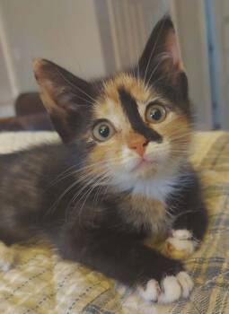 Liberty Belle -  Domestic Short Hair Cat for Adoption in Kenhorst, Pennsylvania - Liberty Belle | PetCurious