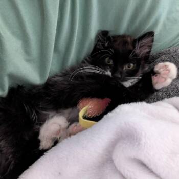 Blizzard Garrett -  Domestic Medium Hair Cat for Adoption in Eagle Mountain, Utah - Blizzard Garrett | PetCurious