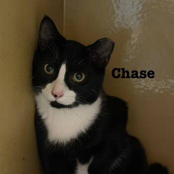 Chase -  Domestic Short Hair Cat for Adoption in Hazlet, New Jersey - Chase | PetCurious