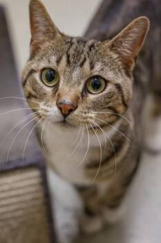 Loofy -  Domestic Short Hair Cat for Adoption in Baraboo, Wisconsin - Loofy | PetCurious
