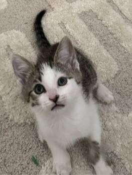 Tabby and Domestic Short Hair Cats Available for Adoption in San Jose, California - Mitch | PetCurious