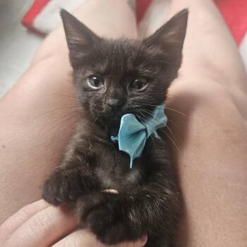 William Beans -  Domestic Short Hair Cat for Adoption in Cleveland, Ohio - William Beans | PetCurious