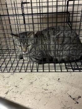 Domestic Short Hair Cats Available for Adoption - Whisper | PetCurious