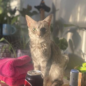 Carole -  Domestic Short Hair Cat for Adoption in Matteson, Illinois - Carole | PetCurious