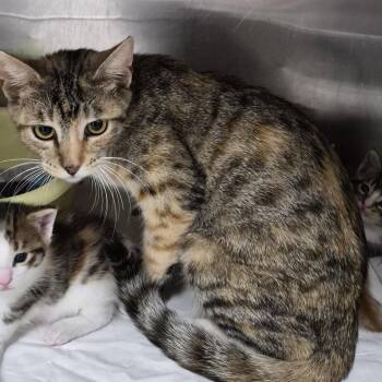 Eifel -  Domestic Short Hair Cat for Adoption in Ardmore, Oklahoma - Eifel | PetCurious