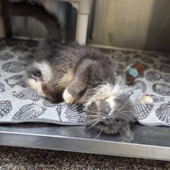 Domestic Long Hair and Domestic Short Hair Cats Available for Adoption - Willard | PetCurious