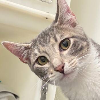 Domestic Short Hair Cats Available for Adoption - Miller | PetCurious