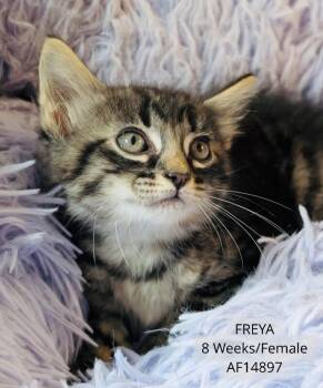 Freya -  Domestic Short Hair Cat for Adoption - Freya | PetCurious