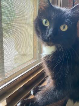 Rescue Tuxedo Cats for Adoption in Charlotte, North Carolina - Mama Kiki | PetCurious