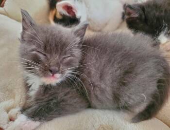 Rescue Domestic Short Hair Cats for Adoption in Huntington Beach, California - Frodo | PetCurious