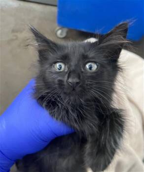 TWILIGHT -  Domestic Long Hair Cat for Adoption in Dallas, Texas - TWILIGHT | PetCurious