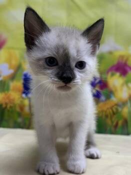 Domestic Short Hair Cats Available for Adoption in San Antonio, Texas - Bagel | PetCurious