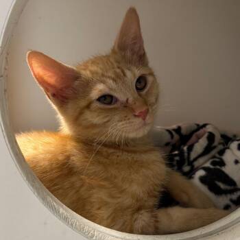 Butternut -  Domestic Short Hair Cat for Adoption in Naperville, Illinois - Butternut | PetCurious