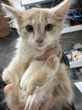 Cheese Puff -  Domestic Medium Hair Cat for Adoption in Pomona, New York - Cheese Puff | PetCurious