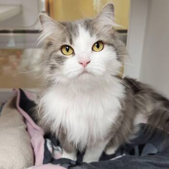 Princess Soapy -  Domestic Long Hair Cat for Adoption in Marshfield, Wisconsin - Princess Soapy | PetCurious