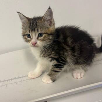 Domestic Medium Hair Cats Available for Adoption in Tulsa, Oklahoma - Neosho | PetCurious
