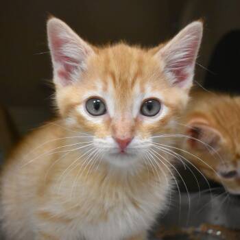 Anakin Skywalker -  Domestic Short Hair Cat for Adoption in Flagstaff, Arizona - Anakin Skywalker | PetCurious