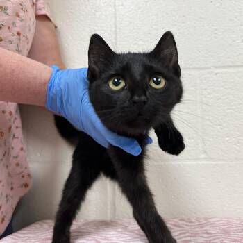 SVAS-Stray-39300 -  Domestic Short Hair Cat for Adoption in Lyndhurst, Virginia - SVAS-Stray-39300 | PetCurious