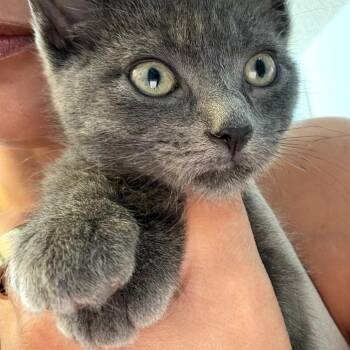 Foggy -  Domestic Short Hair Cat for Adoption in Los Angeles, California - Foggy | PetCurious