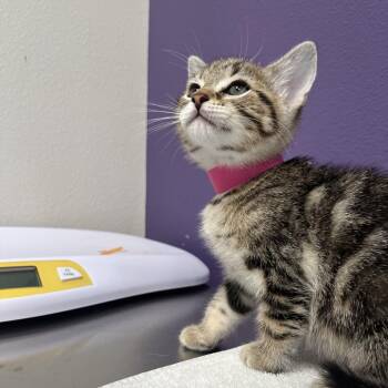 Domestic Short Hair Cats Available for Adoption in Englewood, Florida - Regina | PetCurious