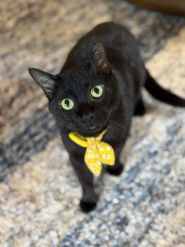 Domestic Short Hair Cats Available for Adoption in Fort Worth, Texas - Frank | PetCurious