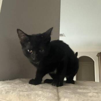 Chiara BR14593-T -  Domestic Short Hair Cat for Adoption in Missouri City, Texas - Chiara BR14593-T | PetCurious