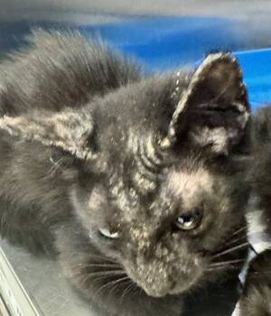 HABANERO -  Domestic Short Hair Cat for Adoption in Corpus Christi, Texas - HABANERO | PetCurious
