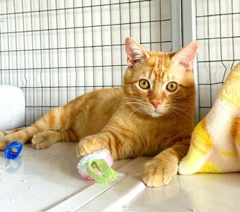 Rescue Domestic Short Hair Cats for Adoption in Seal Beach, California - Lyon | PetCurious