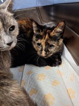 Rescue Domestic Short Hair Cats for Adoption in Westminster, Maryland - BEEZUS | PetCurious