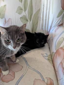 Rescue Domestic Short Hair Cats for Adoption in Springfield, Oregon - Tigger And Samantha - Bonded Pair | PetCurious
