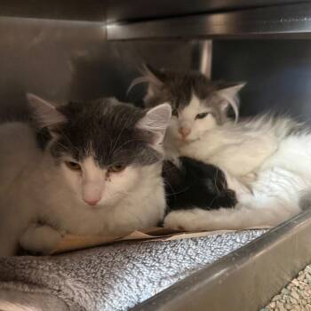 Jo -  Domestic Short Hair Cat for Adoption in Chicago, Illinois - Jo | PetCurious