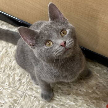 Rescue Domestic Short Hair Cats for Adoption in Cincinnati, Ohio - River Kitten 2025 | PetCurious
