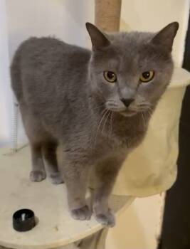 Rescue Domestic Short Hair Cats for Adoption in Snow Hill, Maryland - Saloom | PetCurious