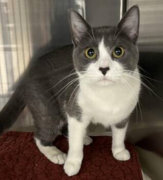Domestic Short Hair Cats Available for Adoption in Dayton, Minnesota - Buddy Buttons | PetCurious