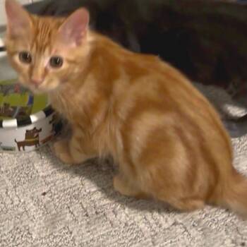 Sunny -  American Shorthair Cat for Adoption in Freeport, Florida - Sunny | PetCurious