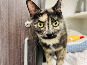 Domestic Short Hair Cats Available for Adoption in Powdersville, South Carolina - Tippy | PetCurious