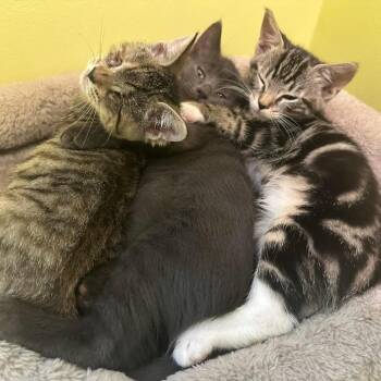Scout -  American Shorthair Cat for Adoption in Hillsborough, North Carolina - Scout | PetCurious