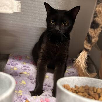 Shadowcat -  Domestic Short Hair Cat for Adoption in The Colony, Texas - Shadowcat | PetCurious