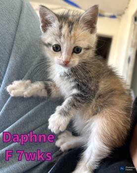 Domestic Medium Hair Cats Available for Adoption in Liberty, Missouri - Daphne | PetCurious