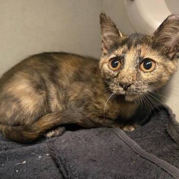 Iphigenia -  Domestic Short Hair Cat for Adoption in Dayton, Ohio - Iphigenia | PetCurious