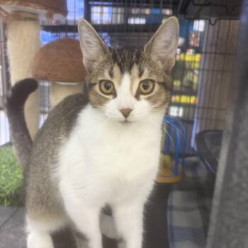 Jax -  Tabby Cat for Adoption in Midland, Michigan - Jax | PetCurious