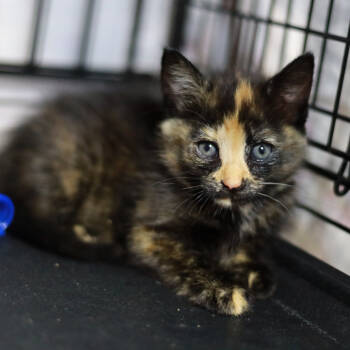 Rescue Domestic Short Hair Cats for Adoption in Sunnyvale, California - Basil | PetCurious