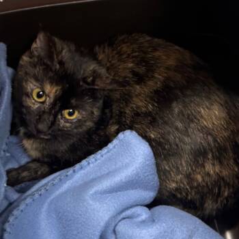 Rescue Domestic Short Hair Cats for Adoption in Columbus, North Carolina - Gillian | PetCurious