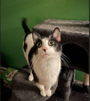 Rescue Domestic Short Hair Cats for Adoption in Indianapolis, Indiana - Milkshake | PetCurious