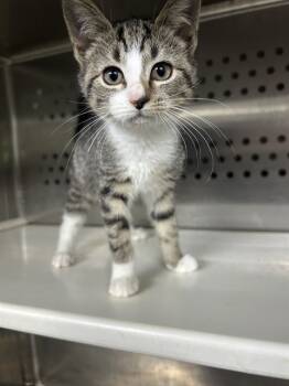 Rescue Domestic Short Hair Cats for Adoption in Chester, South Carolina - RAVEN | PetCurious