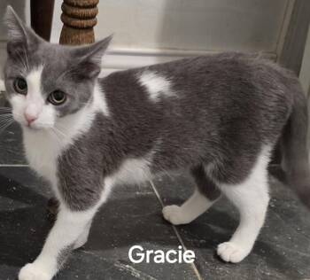 Domestic Short Hair Cats Available for Adoption - Gracie | PetCurious