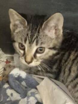 Nebula -  Domestic Short Hair Cat for Adoption in Parma, Ohio - Nebula | PetCurious