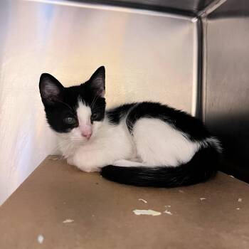 Zorro -  Domestic Short Hair Cat for Adoption in Lindon, Utah - Zorro | PetCurious
