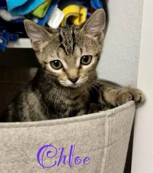 CHLOE -  Domestic Short Hair Cat for Adoption in Houston, Texas - CHLOE | PetCurious